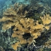coral_elkhorn_elk_jar_h_0202_cub6225.jpg